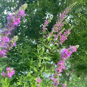 Meet your Posher, Aliyah